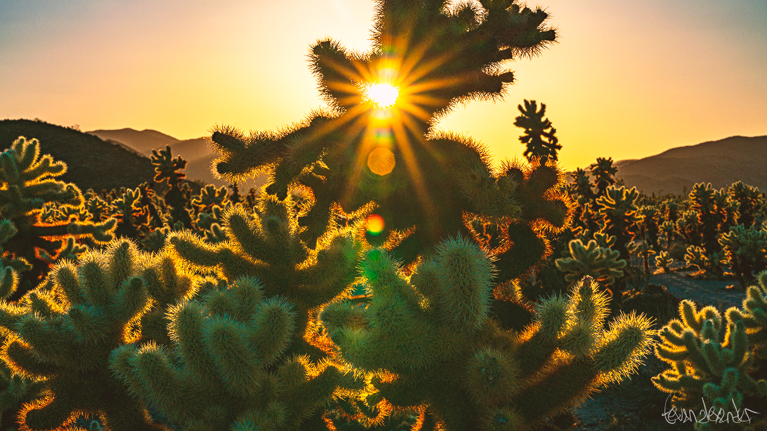 Burst of Light at Cholla Cactus Garden, by Tevan Alexander