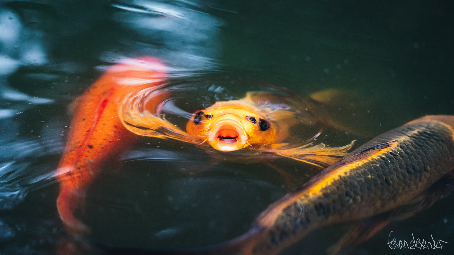Koi with a Smile at Duke Gardens, by Tevan Alexander